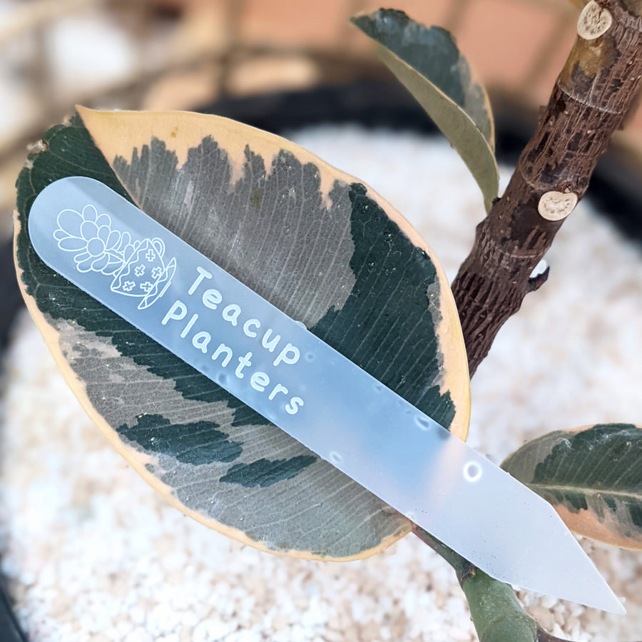 Frosted acylic plant stake on a rubber plant leaf with a custom logo engraving